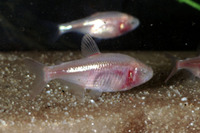 Astyanax mexicanus, Mexican tetra: aquarium