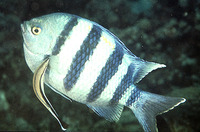 Abudefduf vaigiensis, Indo-Pacific sergeant: fisheries, aquarium