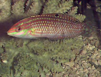 Halichoeres ornatissimus, Ornamented wrasse: aquarium