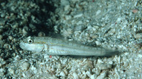 Valenciennea parva, Parva goby: