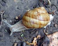 Helix pomatia - Roman Snail