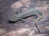 Triturus montandoni - Carpathian Newt