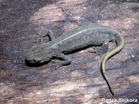 Triturus montandoni - Carpathian Newt