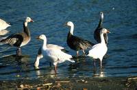 Chen caerulescens - Snow Goose