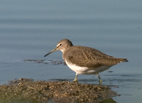 Tringa ochropus - Green Sandpiper