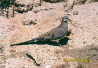 Oena capensis - Namaqua Dove