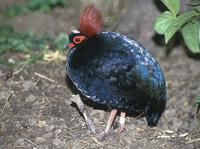 Rollulus rouloul - Crested Partridge