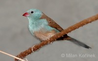 Uraeginthus cyanocephalus - Blue-capped Cordonbleu