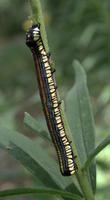 Image of: Cucullia