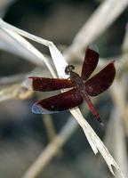 Image of: Odonata (dragonflies and damselflies)