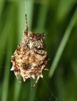 Image of: Acanthepeira stellata (starbellied spider)