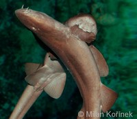 Chiloscyllium arabicum - Arabian Carpet Shark