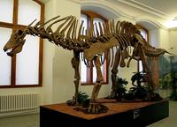 Amargasaurus cazaui