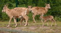 Ovis ammon cycloceros - Afghanistan Red Sheep