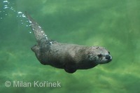 Lontra canadensis - Northern River Otter