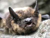 Eptesicus nilssonii - Northern Bat