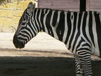 Equus quagga borensis - Selous' zebra