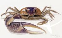 Image of: Uca pugilator (Atlantic sand fiddler)