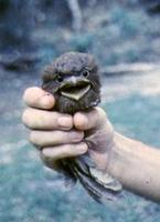 Image of: Batrachostomus septimus (Philippine frogmouth)