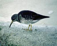 Image of: Calidris maritima (purple sandpiper)