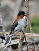 Image of: Hemixos flavala (ashy bulbul)