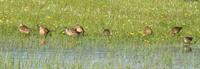 Image of: Limnodromus scolopaceus (long-billed dowitcher)