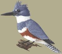 Image of: Megaceryle alcyon (belted kingfisher)