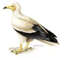 Image of: Neophron percnopterus (Egyptian vulture)