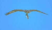 Image of: Pandion haliaetus (osprey)