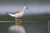 Image of: Phalaropus tricolor (Wilson's phalarope)