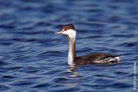 Image of: Podiceps auritus (Slavonian grebe;horned grebe)