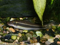 Garra cambodgiensis