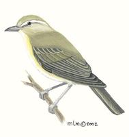 Image of: Vireo gilvus (warbling vireo)