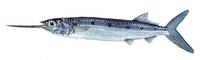 Image of: Hemiramphus far (spotted halfbeak)