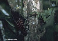 Bay Woodpecker - Blythipicus pyrrhotis