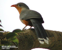 Red-billed Malkoha - Phaenicophaeus javanicus