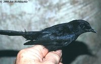 Black Shama - Copsychus cebuensis