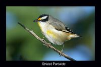 Striated Pardalote