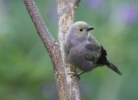 Palm Tanager (Thraupis palmarum) photo