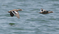 Bernier's Teal (Anas bernieri) photo