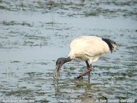 Australian Ibis - Threskiornis molucca