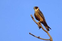 Australian Hobby - Falco longipennis