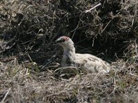 Rock Ptarmigan - Lagopus muta