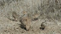 Gray Francolin - Francolinus pondicerianus