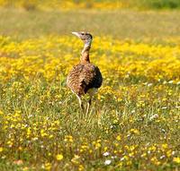 Ludwig's Bustard - Neotis ludwigii