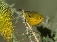 Yellow Warbler (Dendroica petechia) photo