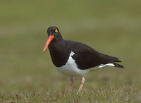 Magellanic Oystercatcher (Haematopus leucopodus) photo