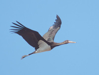 Black Stork (Ciconia nigra) photo