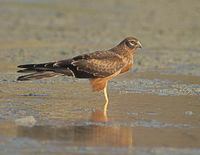 Montagu's Harrier (Circus pygargus) photo