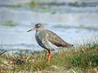 Common Redshank - Tringa totanus